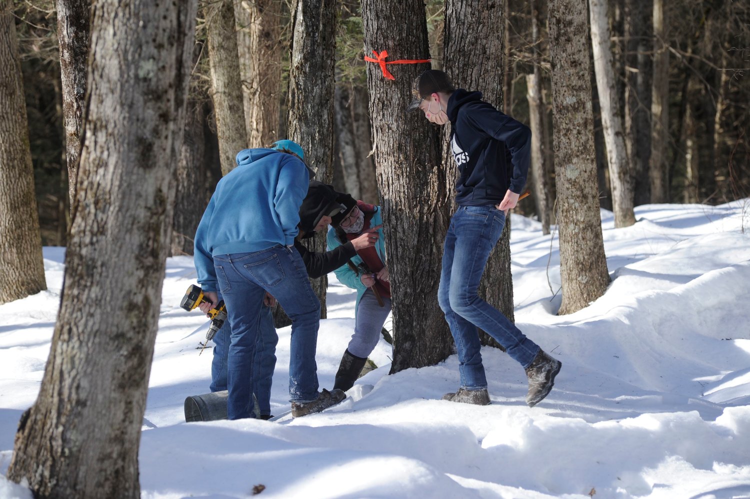 “X” marks the spot. Sullivan West Ag Club students prepare to drill a tap hole in a maple tree. Pictured are Colin Phelps, left, William Chellis, Kayla Wilson and Colin Kaveski.